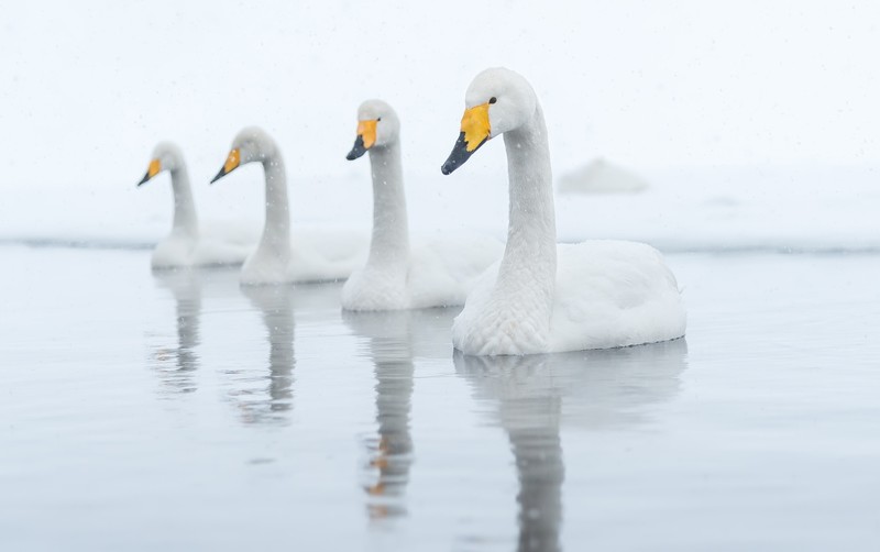 animals, outdoors, duck, birds, water