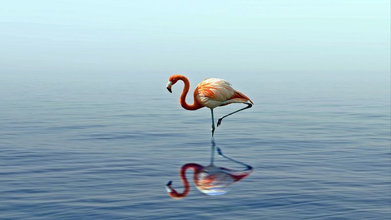 flamingo, reflection, lake, water, bird, stands, 4k