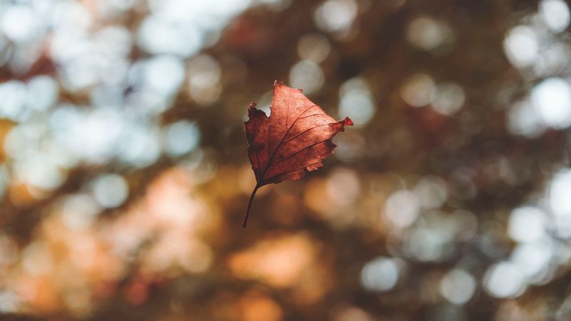 leaf, autumn, glare, bokeh, fallen, levitation, flight, 4k