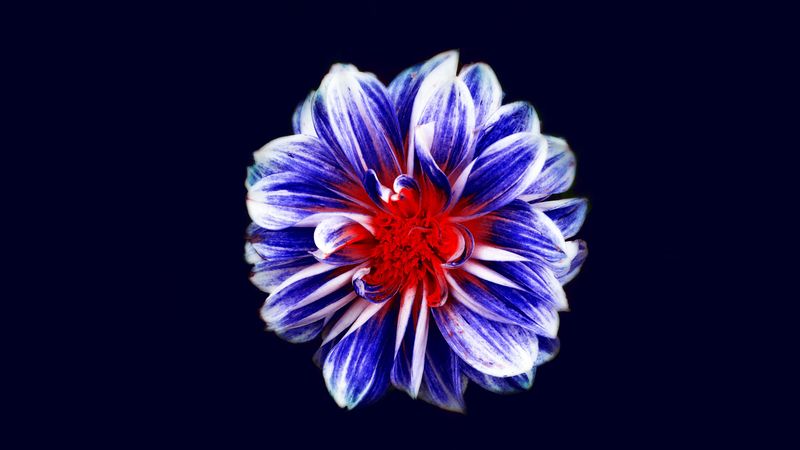flower, bud, petals, purple, red, 4k