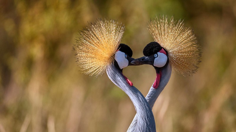 birds, cranes, animals