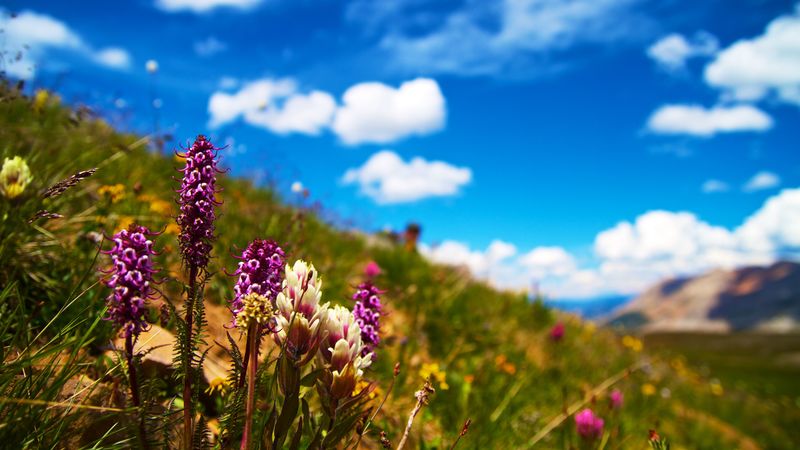 flowers, field, summer, flowering, grass, glade, 4k