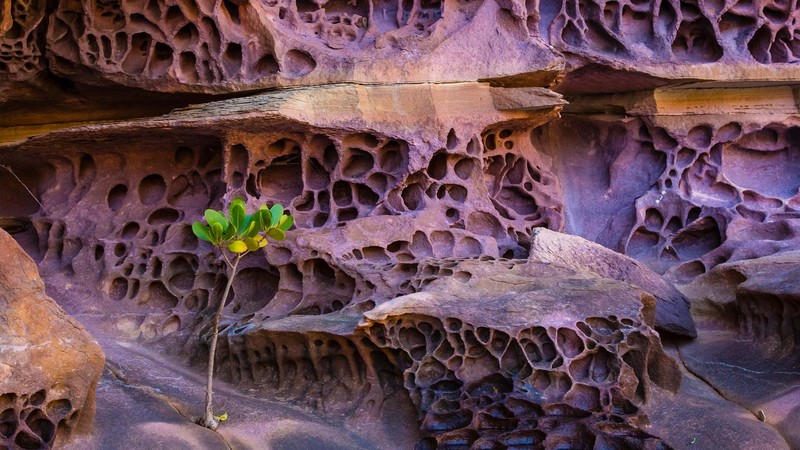 Australia, rocks wall, nature, plants
