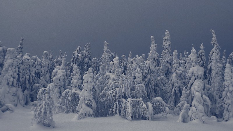 snow, winter, sky, trees, nature, landscape, forest