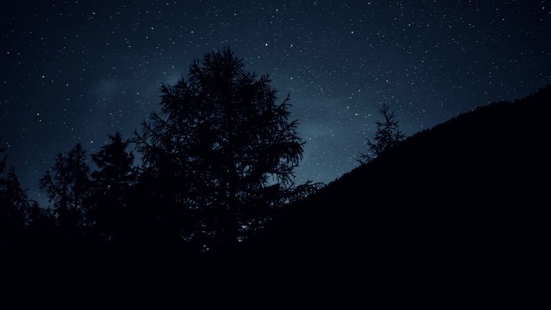 trees, night, stars, sky, dark, 4k