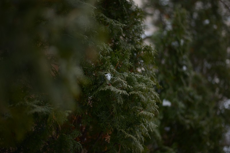 plants, winter, outdoors, trees