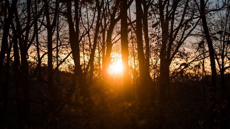 sunlight, trees, sunset, branches, autumn, 4k