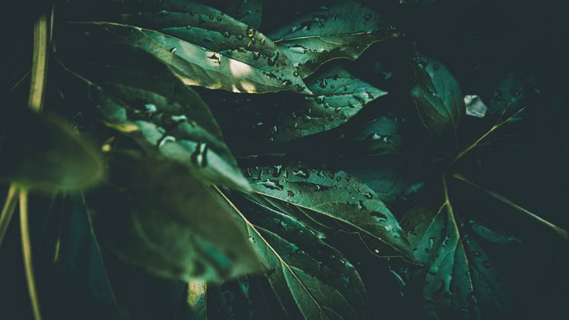 leaves, drops, plant, dew, moisture, green, 4k