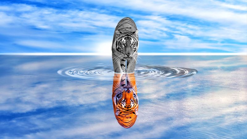 tiger, water, reflection, color, black and white, sky, wave, photoshop, 4k