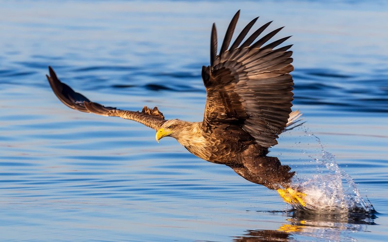 reflection, depth of field, nature, eagle, bald eagle, water, water splash
