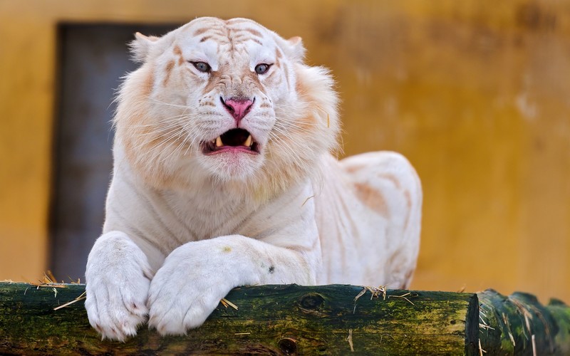 nature, animals, tiger, albino, wild cat, wood, fangs, white tigers