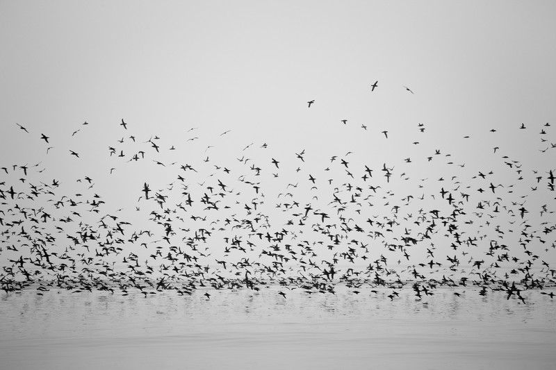 nature, animals, birds, monochrome, water, flying, simple, minimalism, landscape, white background, sea