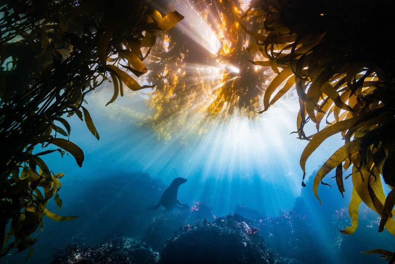 nature, animals, sea, seaweed, underwater, seals, sun rays