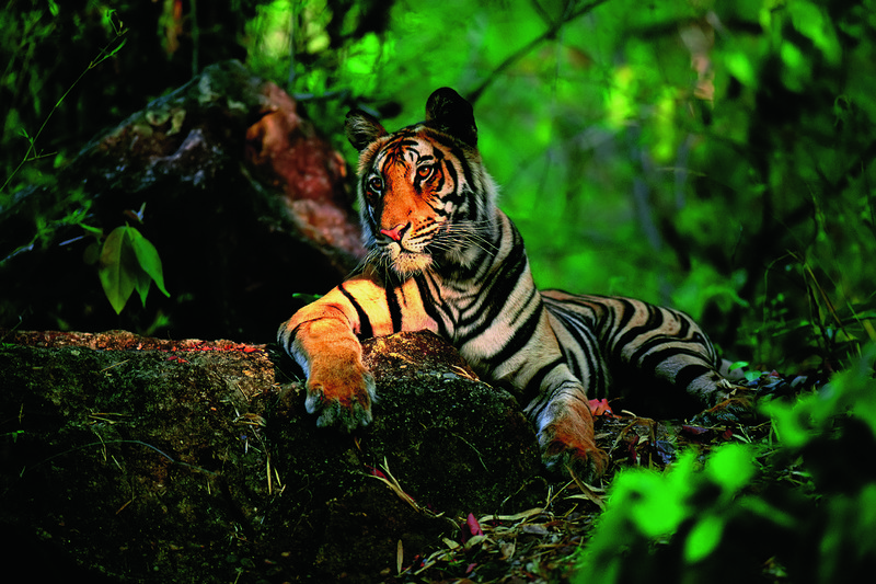 nature, animals, tiger, forest, leaves, plants, wild cat, stone
