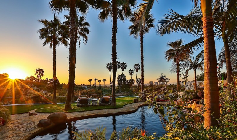 palm trees, swimming pool, sunlight