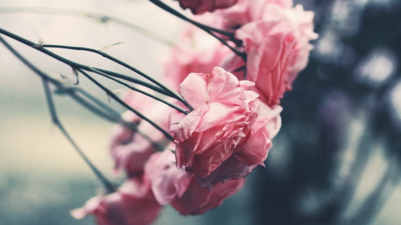 nature, flowers, pink flowers, photography, macro