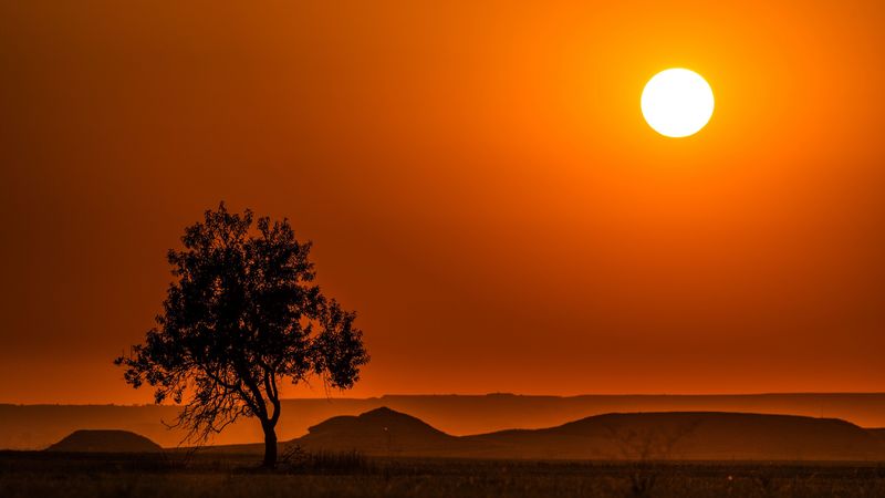 tree, hills, sunset, horizon, landscape, 4k