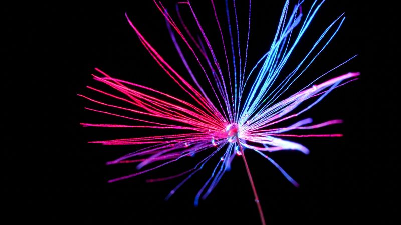 dandelion, drops, macro, color, seeds, hairs, 4k