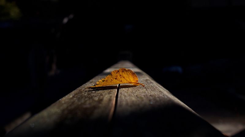 leaf, autumn, shadow, dark, 4k
