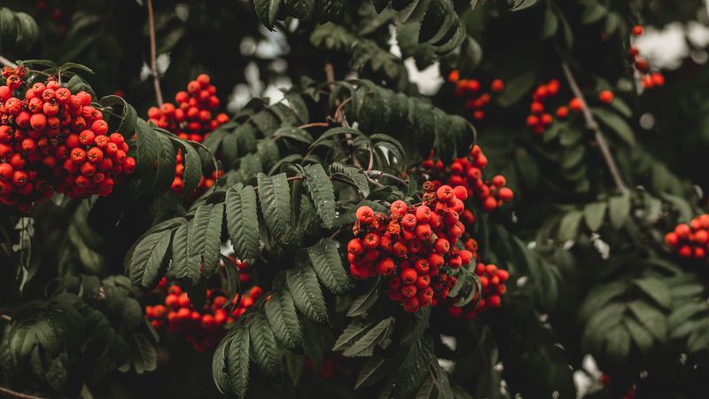 rowan, berries, autumn, branch, 4k