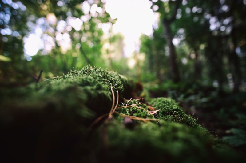 nature, photography, plants, roots, macro