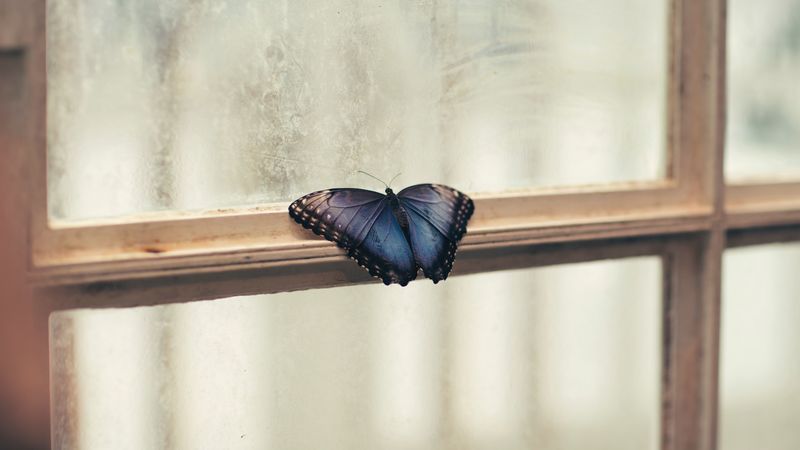 butterfly, window, wings, patterns, frame, 4k