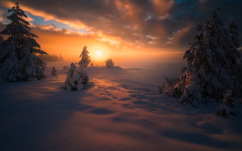 sunset, nature, forest, snow, winter, overcast, landscape, field