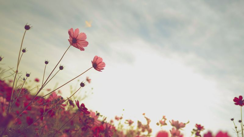 cosmos, flower, bloom, flower bed, sky, summer, 4k