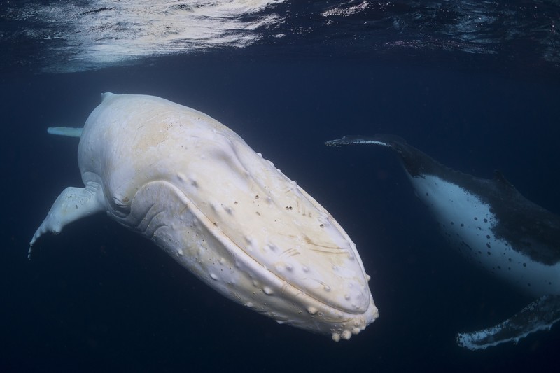 nature, animals, whale, underwater, sea, albino