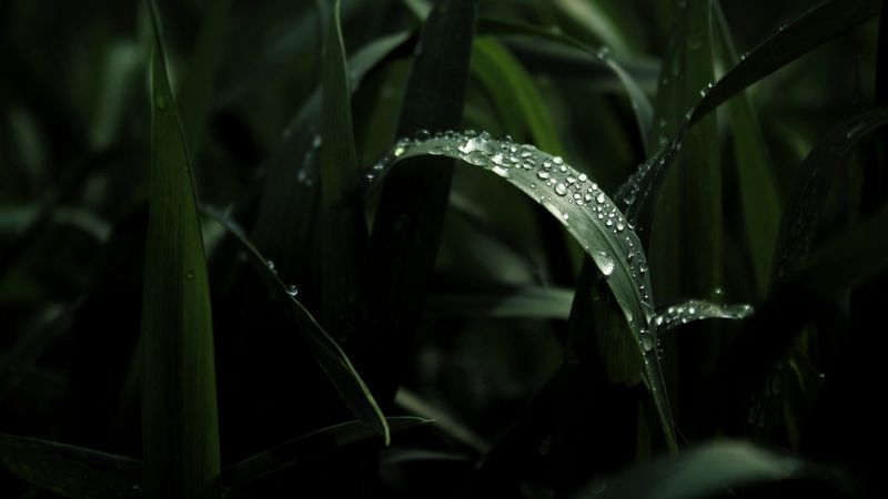 leaf, drops, macro, dark, 4k