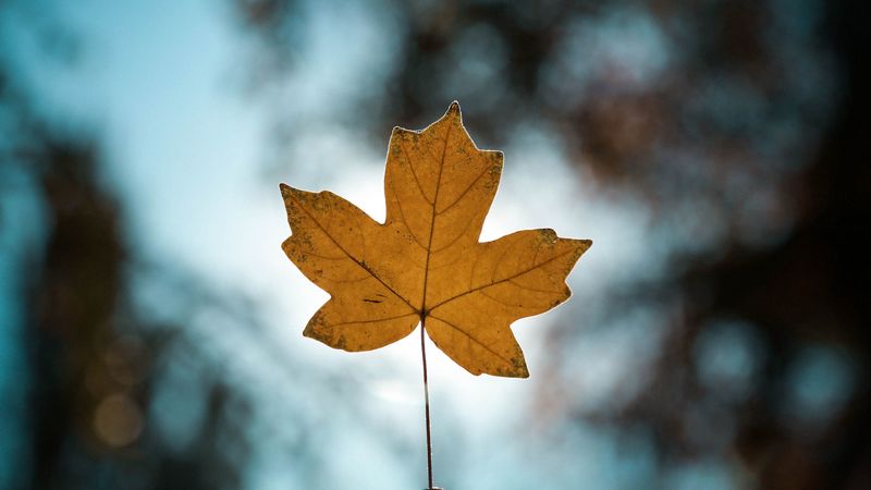 leaf, autumn, maple, closeup, blur, 4k