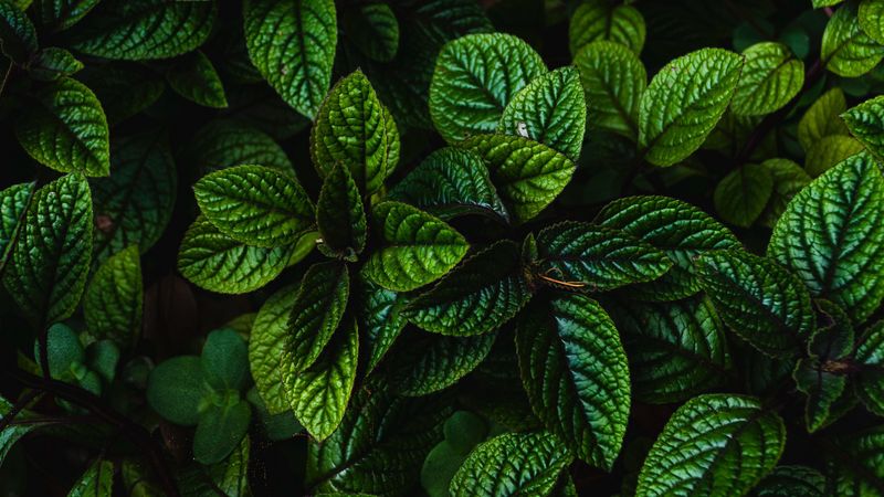 leaves, green, bushes, carved, dark, plant, 4k