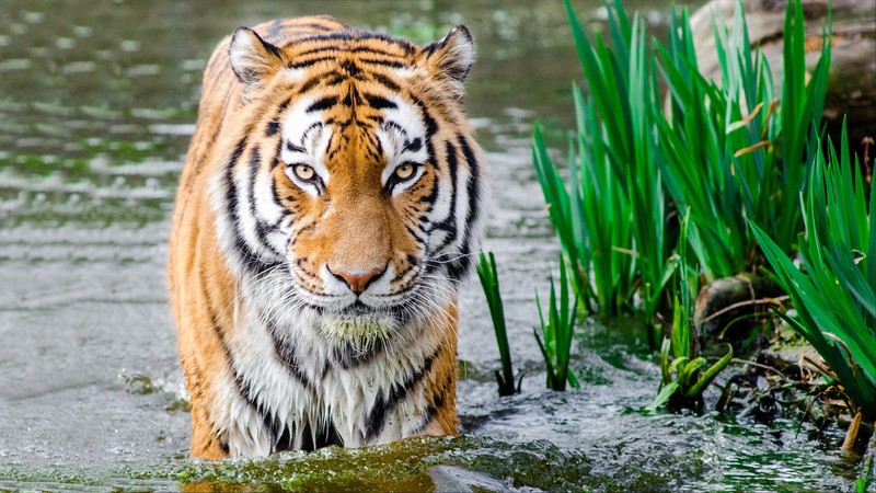 tiger, nature, water, Bengal tigers