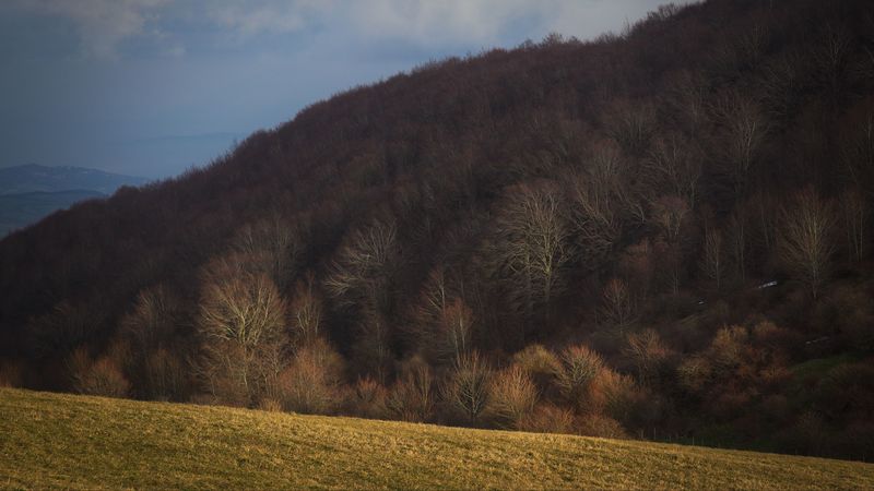 forest, autumn, hill, slope, 4k