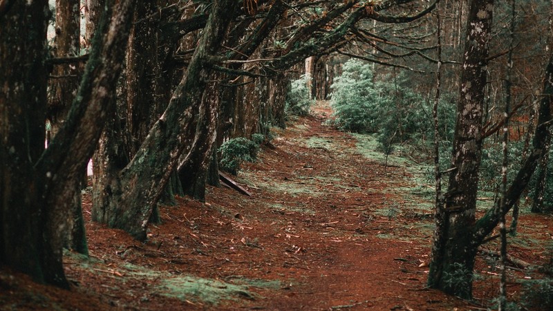 nature, landscape, trees, forest, branch, tree trunk, plants