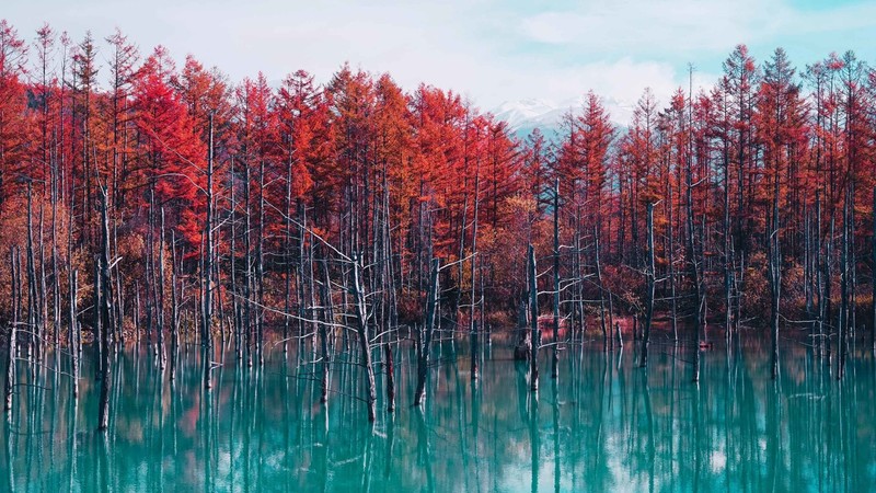 nature, landscape, trees, forest, water, lake, reflection