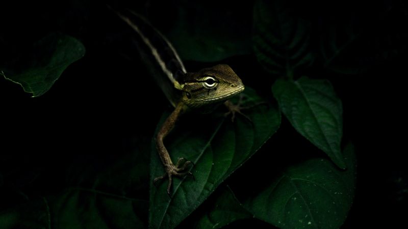 lizard, reptile, leaves, 4k