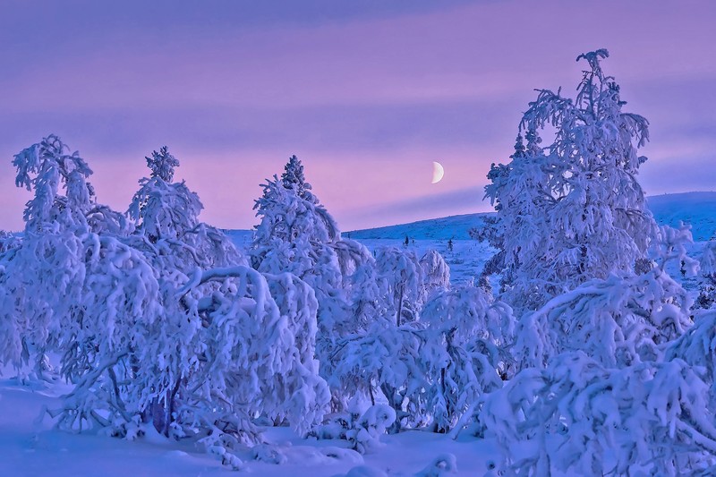 Finland, winter, trees, nature, landscape
