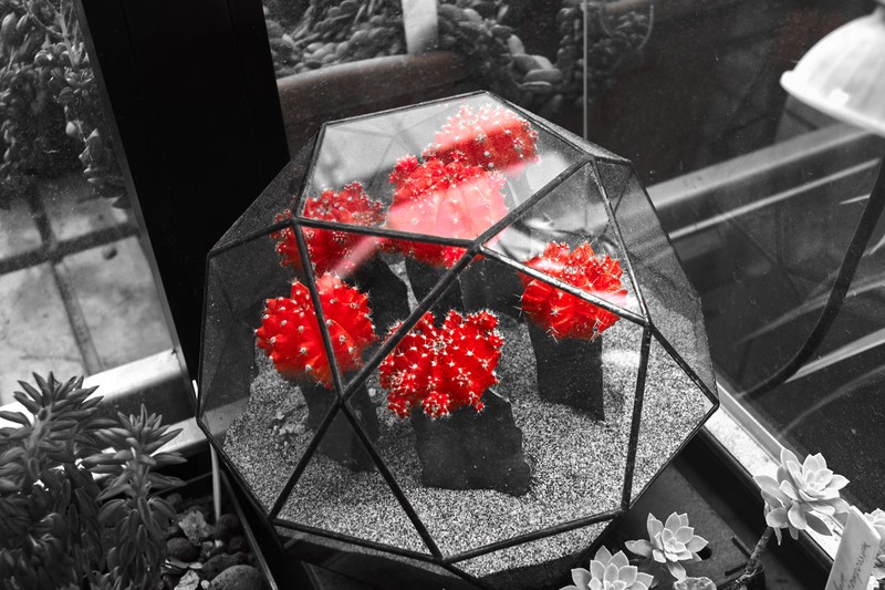 flowers, red, selective coloring, plants