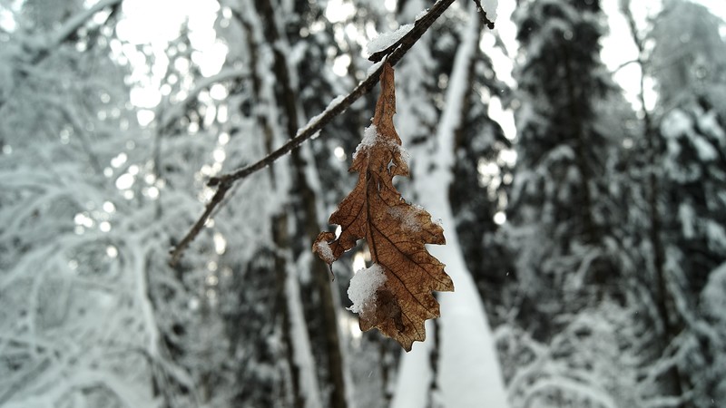 snow, nature, photography, wood, leaves, winter, depth of field