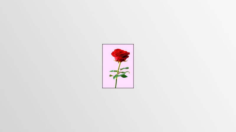 rose, simple, simple background