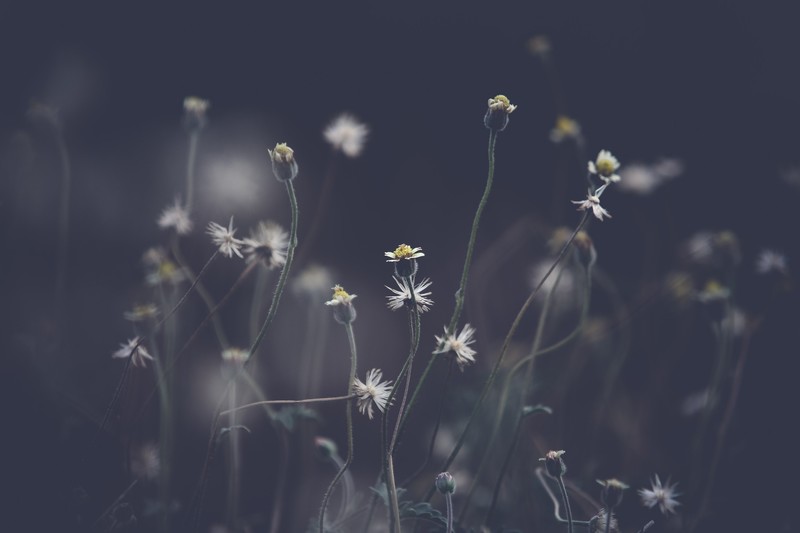 nature, flowers, photography, macro