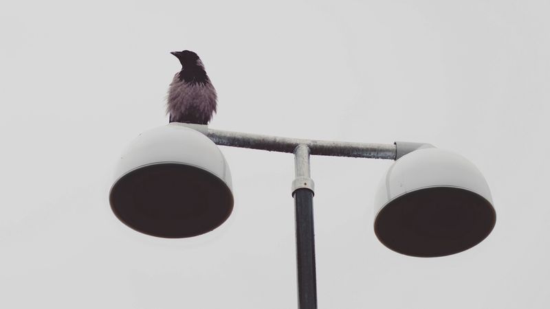 bird, raven, lantern, wet, minimalism, 4k