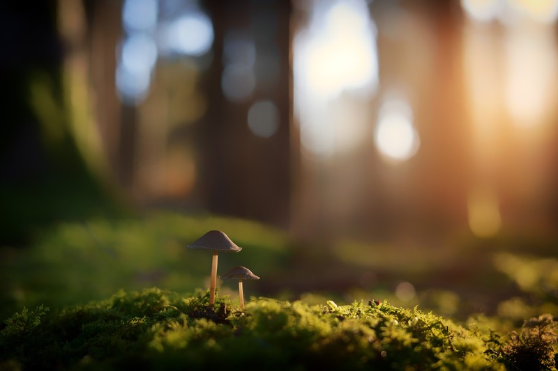 nature, grass, plants, mushroom, macro, photography, depth of field
