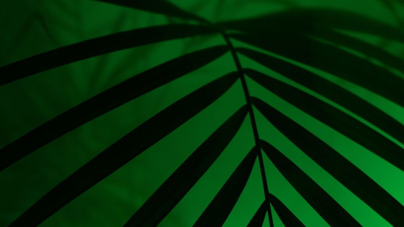 leaf, neon, palm, light, dark, 4k