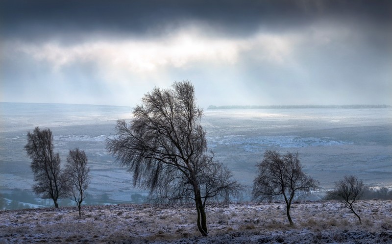 winter, cold, landscape, trees