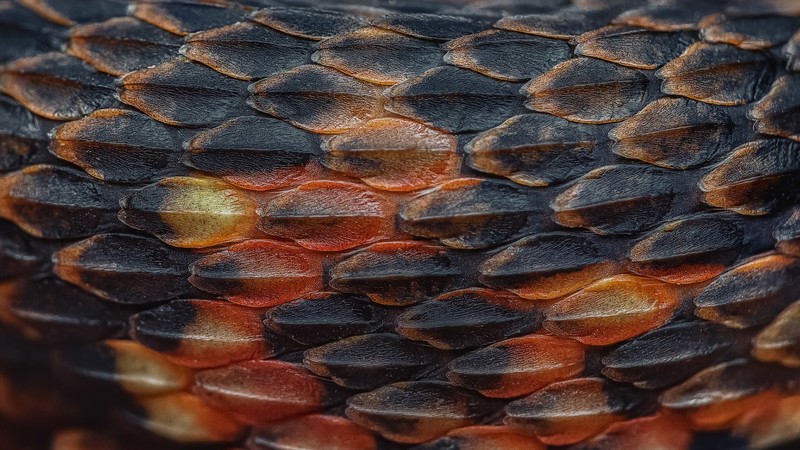 colorful, snake, scales, closeup, macro, simple, brown