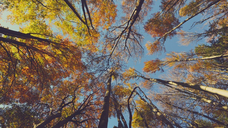 foliage, clear sky, trees, looking up, fall