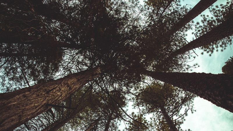 trees, bottom view, branches, trunks, sky, clouds, 4k