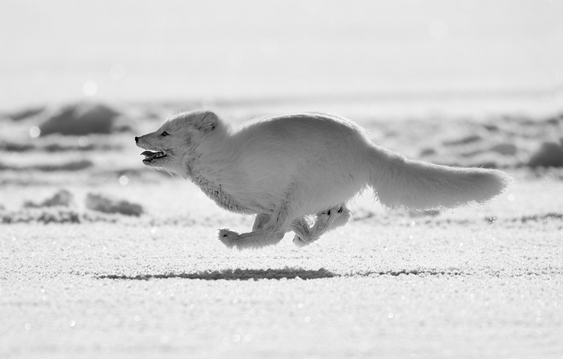 arctic fox, fox, nature, running, animals, mammals, monochrome